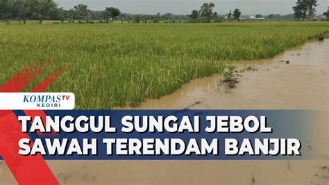 Tanggul Sungai Jebol Puluhan Hektar Sawah Terendam Banjir Kompas Tv