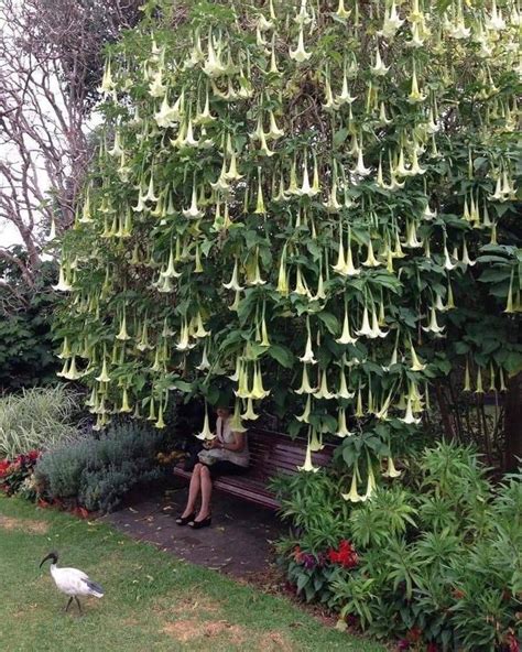 A Woman Sitting On A Bench Under A Tree With Flowers Hanging From It S