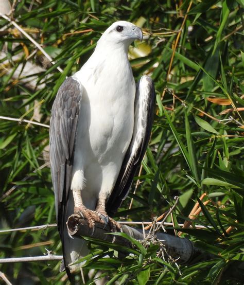 White Bellied Sea Eagle Haliaeetus Leucogaster