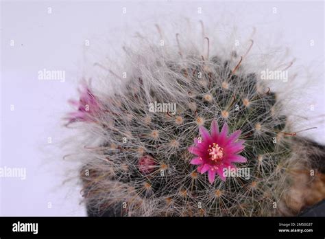 Mammillaria Bocasana V Roseiflora Is A Cultivar Of Mammillaria