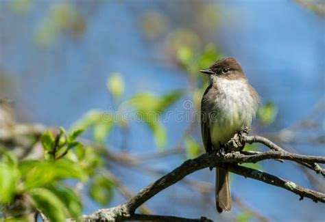 Eastern Phoebe Flycatcher Bird Stock Photo - Image of flycatcher ...