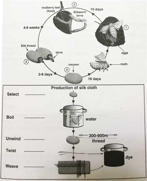 Life Cycle Of The Silkworm Ielts