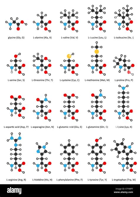 Amino Acids Chemical Structures Glycine Alanine Valine Leucine