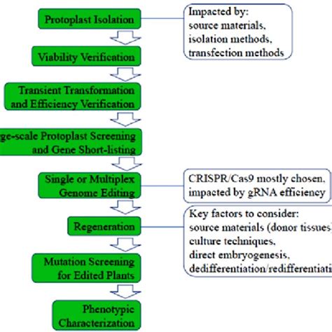 Schematic diagram of protoplast application for single or multiplex... | Download Scientific Diagram