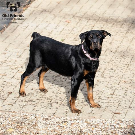 pinscher-Rottweiler | Black Labrador Dog