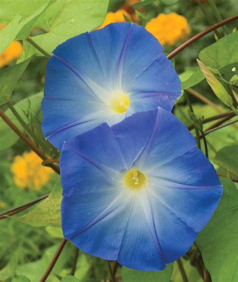 Seed Needs Heavenly Blue Morning Glory Seeds For Planting