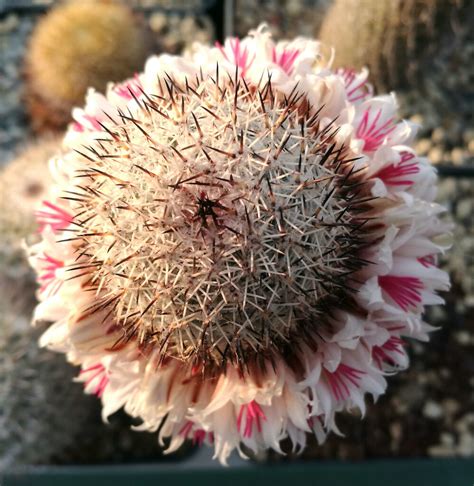 Mammillaria Slevinii Il Fiore Tra Le Spine