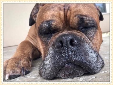 Rescue Of The Month And Rescue Gallery The American Bullmastiff Association