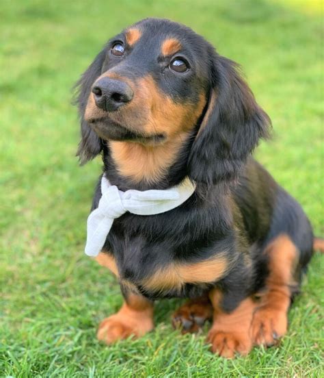 Long Haired Miniature Dachshund The Ultimate Purebred Icon