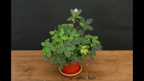 Growing The Sensitive Plant Mimosa Pudica Youtube