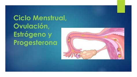 Ciclo Menstrual Ovulaci N Estr Geno Y Progesterona Scarlett Ibazeta