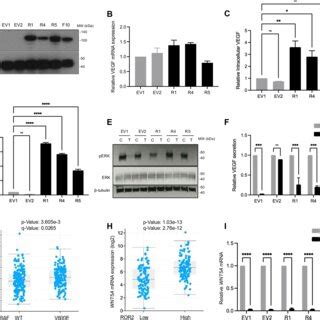 BRAF V600E melanoma xenografts grow more rapidly than isogenic BRAF WT... | Download Scientific ...