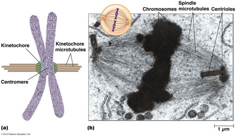 Kinetochore microtubule attachment | Teaching biology, Cell biology ...