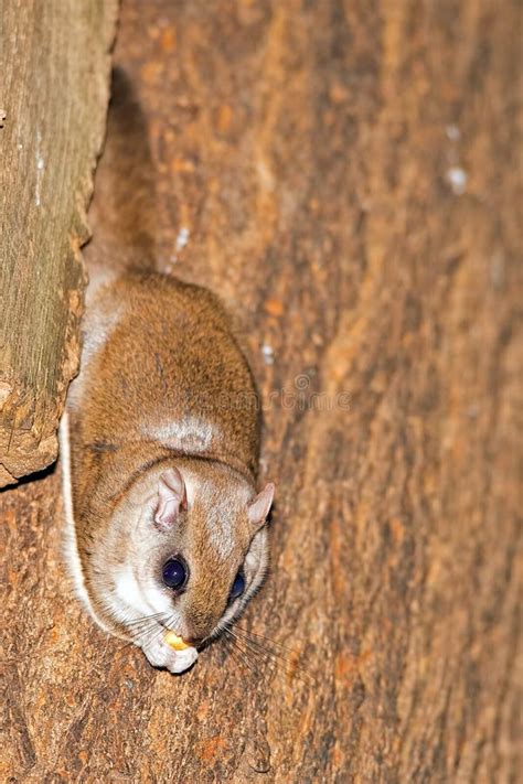 Southern Flying Squirrel Stock Photo Image Of Backyard 46381376