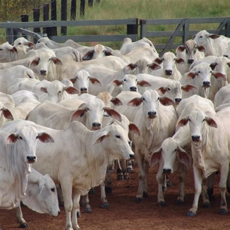 Calcular o Preço da Arroba Bovina É Fundamental Para Lucrar Mais