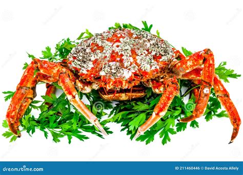 Spider Crab Stock Photo Image Of Dinner Seafood Crustaceanquot