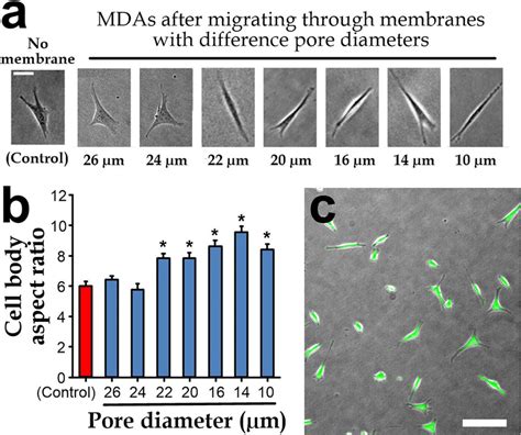 A Micrographs Of Single MDA MB 231 Cells Spreading In The Collection