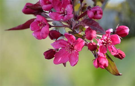 Crab Apple Blossom Tree - Free photo on Pixabay - Pixabay