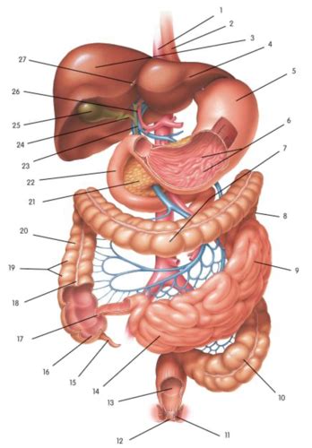 Ant Lab Digestive Flashcards Quizlet