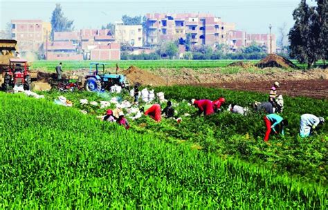 6 3 ملايين طن صادرات مصر الزراعية في 2022 وكالة نيروز الاخبارية