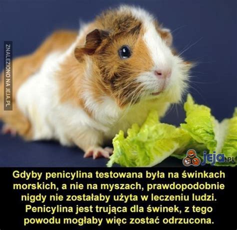 Penicylina - Jeja.pl