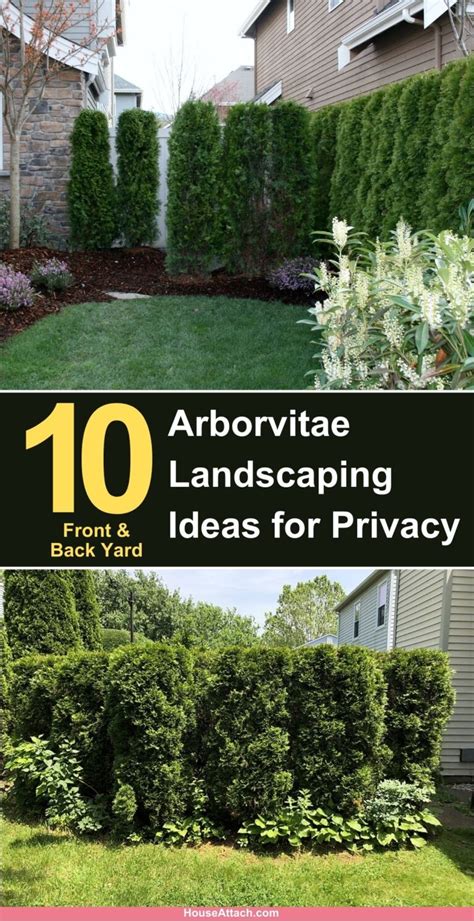 10 Front And Back Yard Arborvitae Landscaping Ideas