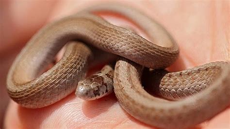 Non Venomous Nc Snakes That Can Look Like A Baby Copperhead Raleigh