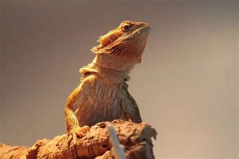 Bearded Dragon Impaction All Signs Treatment