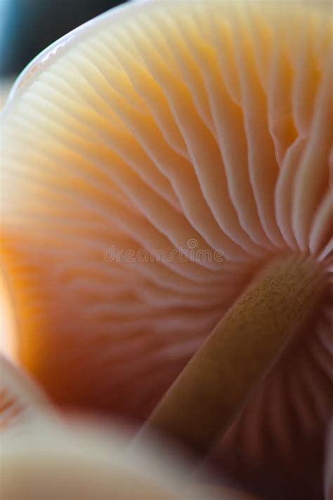 Magic Mushrooms Caps And Gill Macro Pastel Orange Stock Photo Image