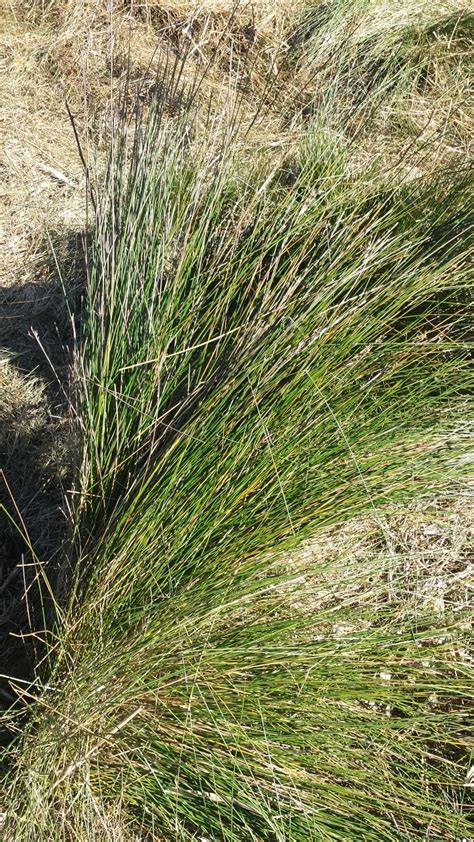 Grass / Reed identification | Farmstyle Australia