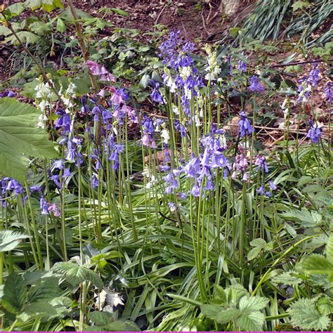 Wild Flower Society Bluebells The Armada Is Here Again