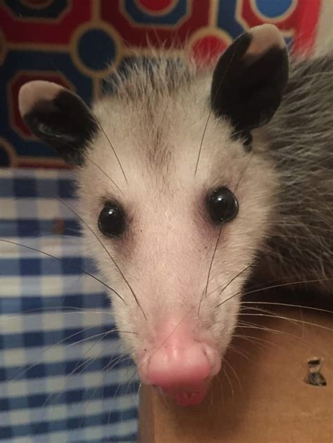 Pin By Sandi Williams On Opossums 🦡🦡🦡 Animals Opossum Possum