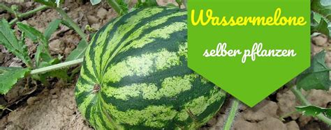 Anleitung Zum Wassermelonen Selber Anbauen 10 Tipps Für Die Dicksten