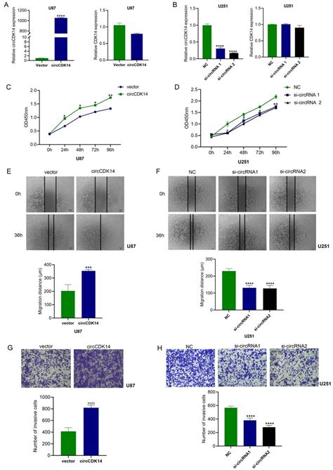 Circcdk14 Promotes The Proliferation Migration And Invasion Of Glioma