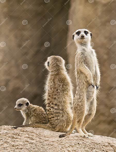 Family of meerkats stock image. Image of african, mother - 10843653