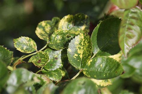 How to Identify Rose Mosaic Virus (and What to Do About It)