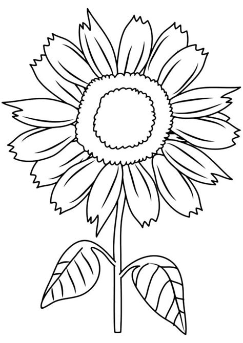 Girasol Impresionante Para Colorear Imprimir E Dibujar Coloringonly