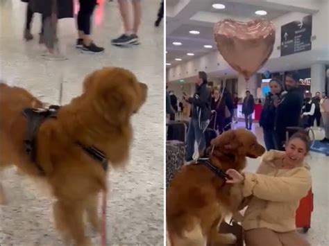 Adorable Golden Retriever Reunited With His Owner at Airport Melts Hearts