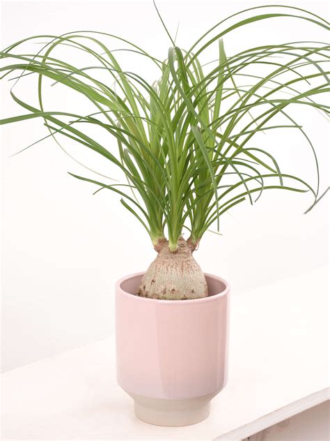 Topf Harmony Nude Pflanzgef E Zubeh R Palmenmann