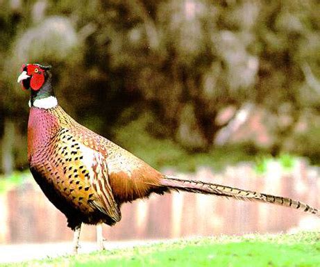 Aves Ornamentais Do Junior Fais O Coleira