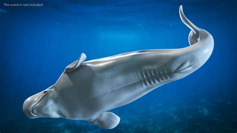 Beluga Whale Young Performance Pose 3d Model 99 3ds Blend C4d