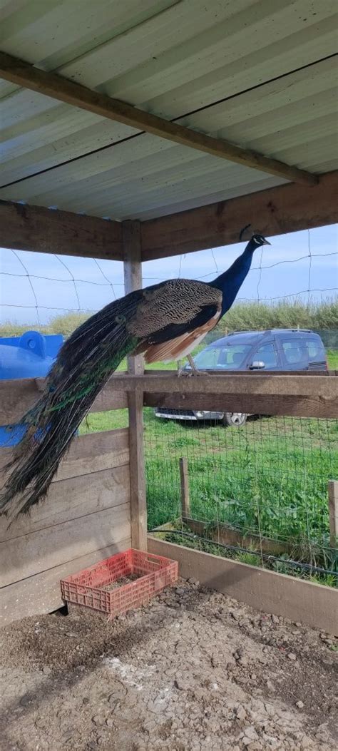 Vende Se Aves De Quinta Atouguia Da Baleia Olx Portugal