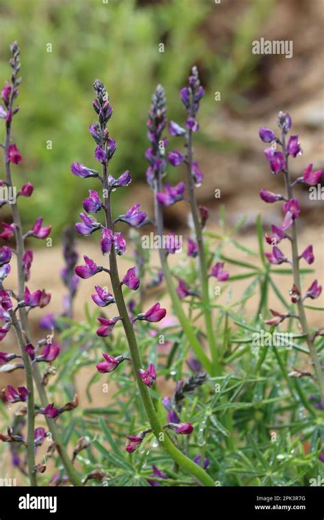 Purple Flowering Raceme Inflorescences Of Lupinus Truncatus Fabaceae