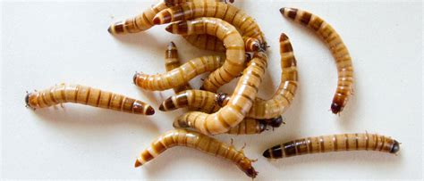 Mealworm Lifecycle Breeding Insects Made Easy