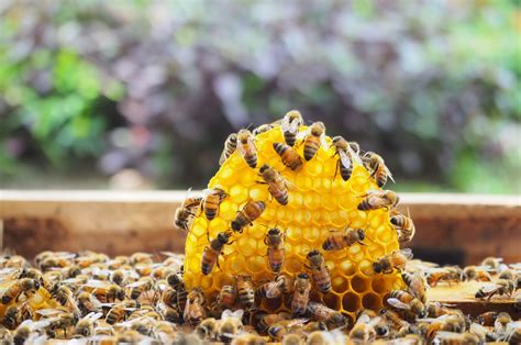 How To Make A Beehive At Home at Kaitlyn Corkill blog 