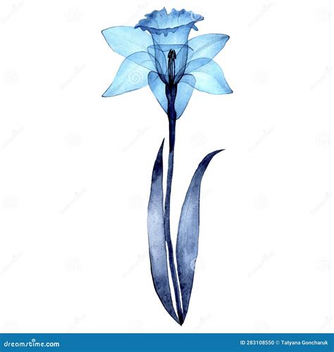 Watercolor Drawing. Transparent Flower of Narcissa. Spring Flower