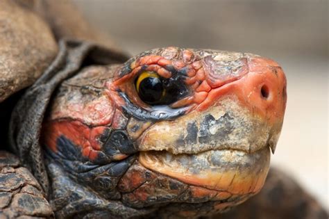 Guide de soins pour les tortues à tête cerise et à pieds rouges en tant