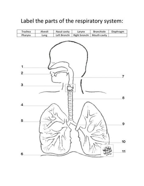 Label the lungs | Quizizz