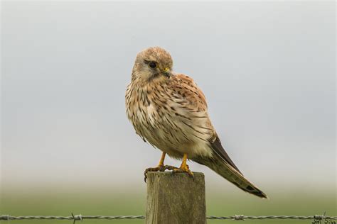 Peneireiro Comum Common Kestrel Falco Tinnunculus Flickr