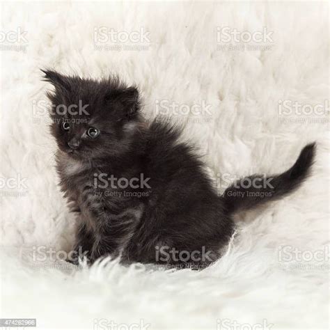 Anak Kucing Hitam Putih - 57+ Koleksi Gambar